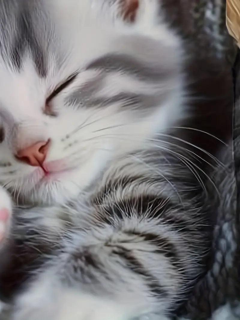 Women's Cute Tabby Kitten Print Long Sleeve T-Shirt - Soft Round Neck Sweater